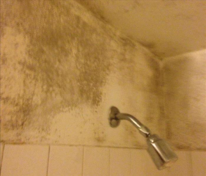 View of a shower head on the wall with mold